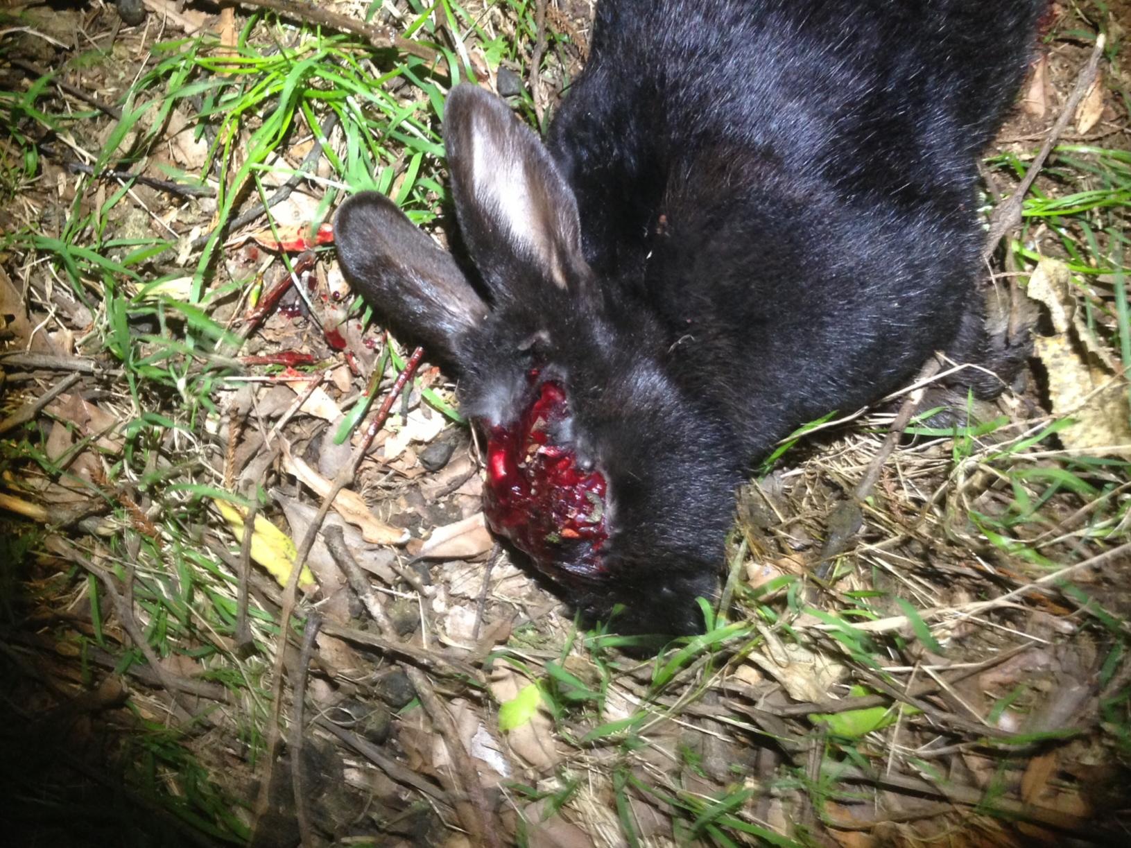 Name:  Black Rabbit headshot.jpg
Views: 633
Size:  370.8 KB