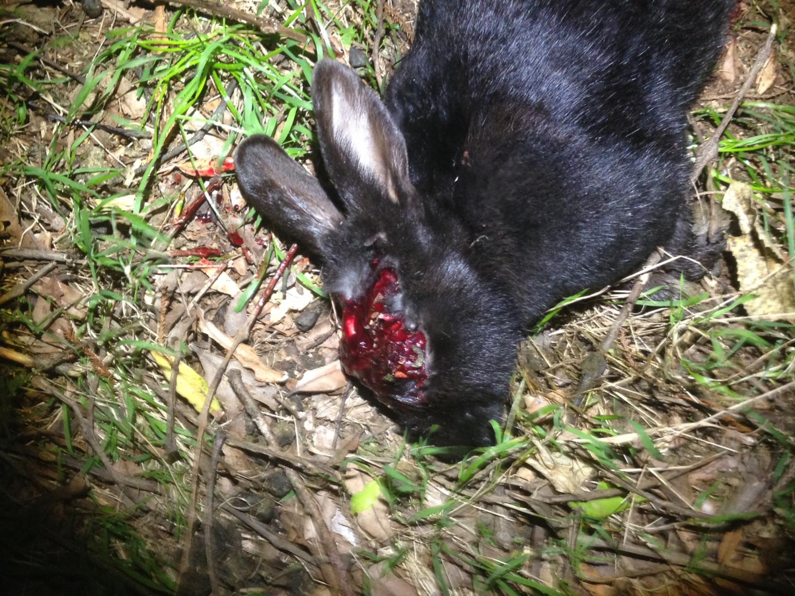 Name:  Black Rabbit headshot.jpg
Views: 658
Size:  370.8 KB