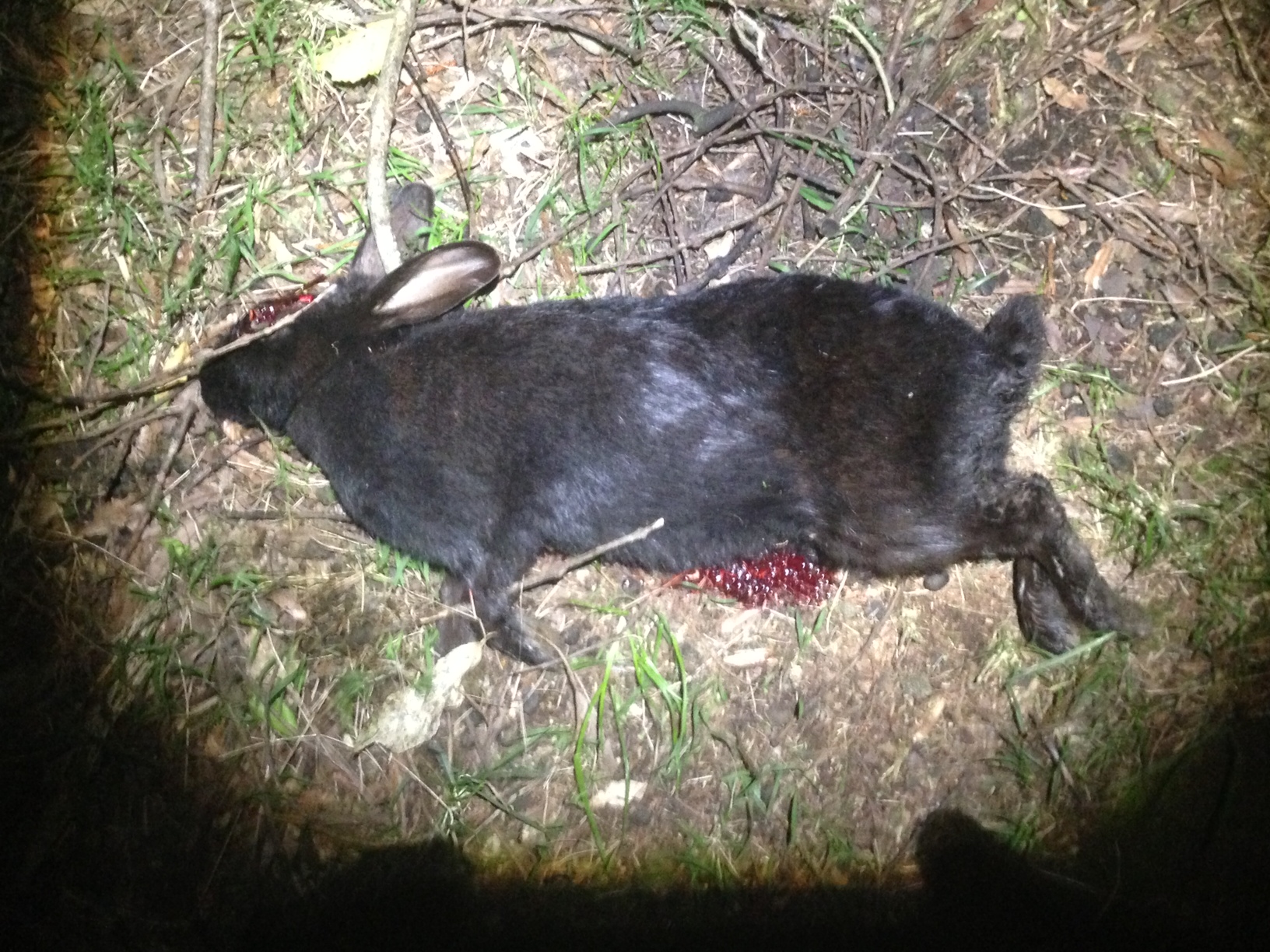 Name:  Black Rabbit.JPG
Views: 383
Size:  852.3 KB