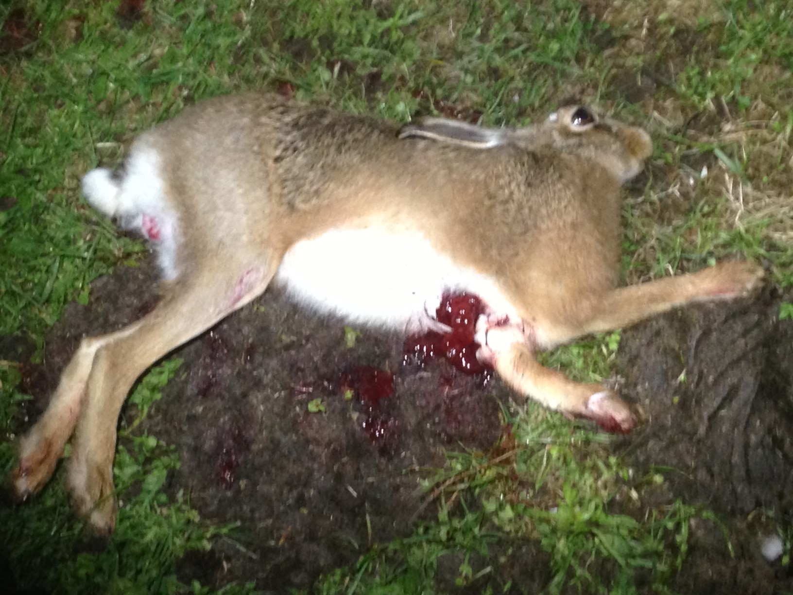Name:  Hare punctured lung.JPG
Views: 532
Size:  396.5 KB