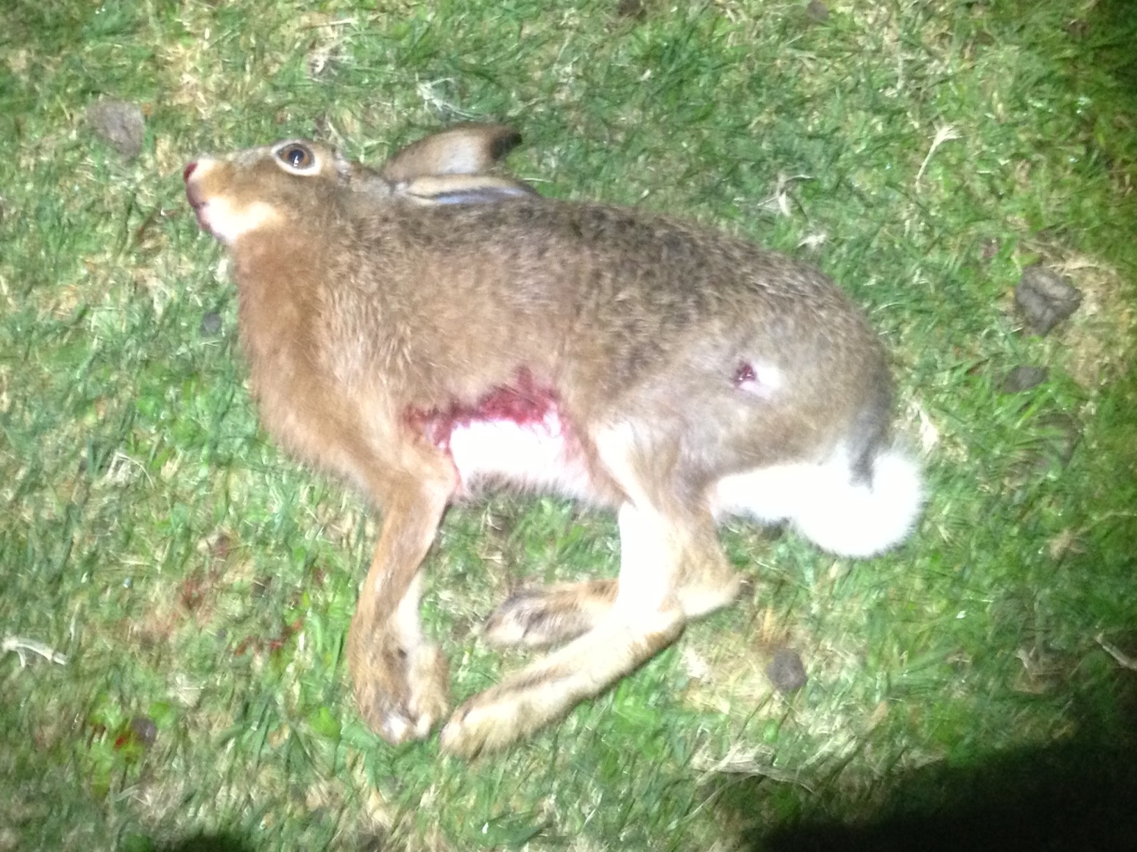 Name:  Hare.JPG
Views: 479
Size:  491.1 KB