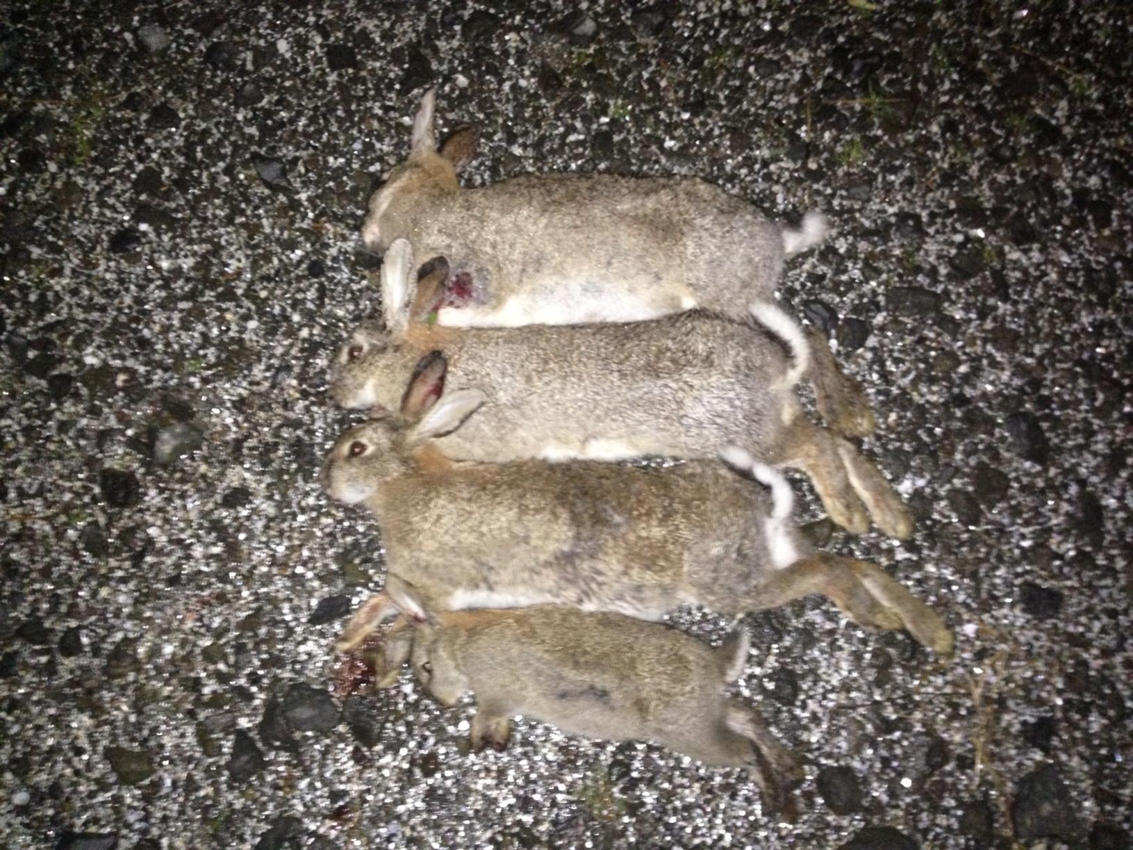 Name:  rabbits.jpg
Views: 404
Size:  350.6 KB