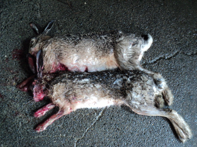 Name:  picture 2241.jpg
Views: 375
Size:  165.0 KB