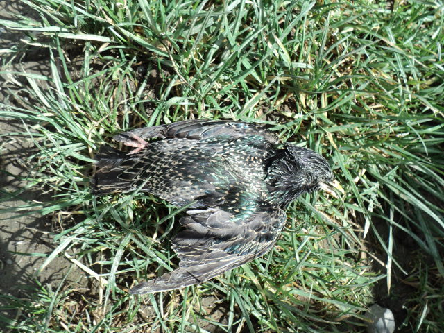 Name:  picture 2242.jpg
Views: 326
Size:  163.1 KB