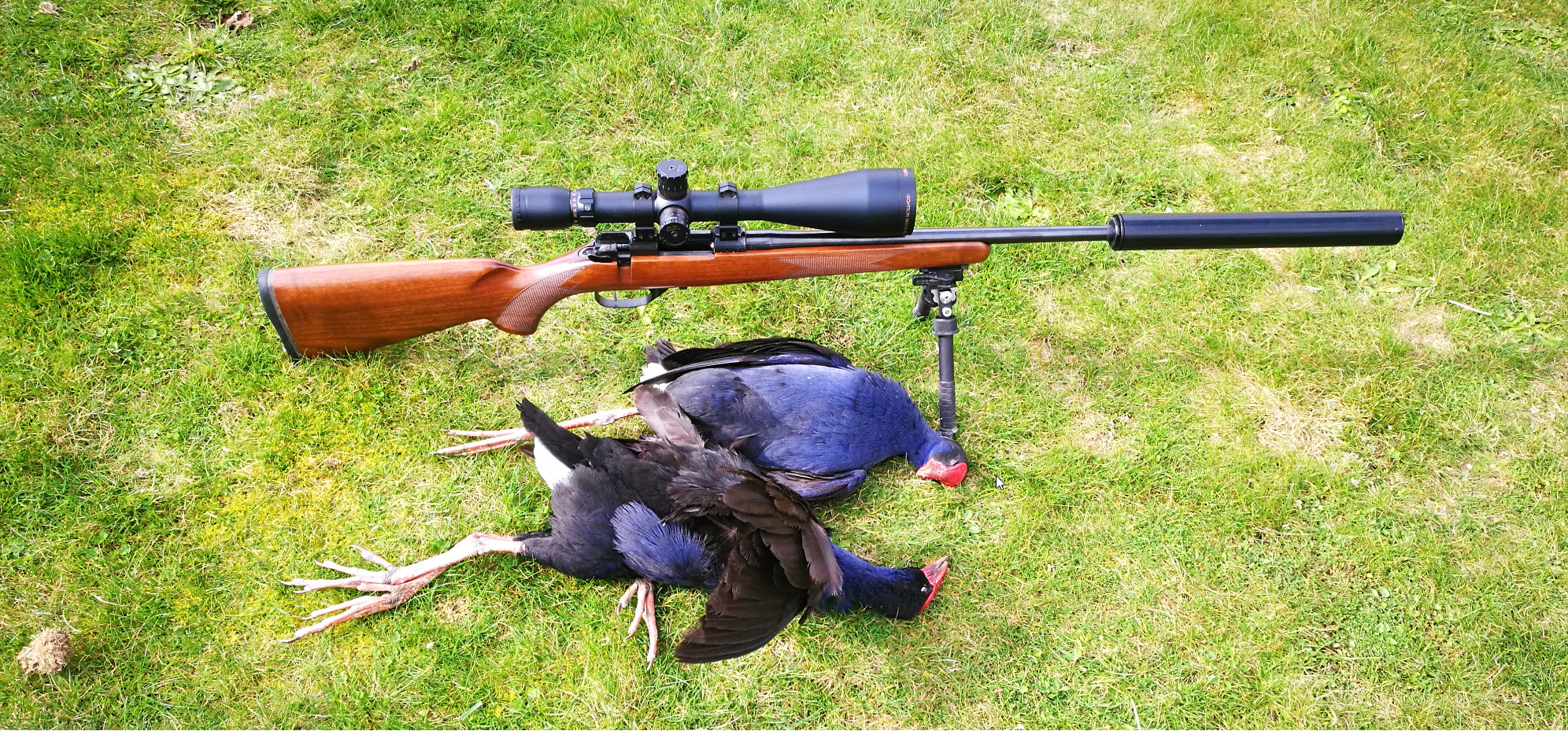 Name:  pukeko.j[g.jpg
Views: 359
Size:  1.17 MB