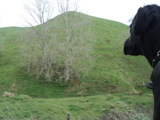 Name:  picture 01 1544.jpg
Views: 398
Size:  69.7 KB