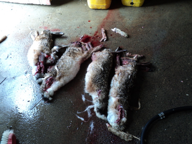 Name:  picture 2249.jpg
Views: 301
Size:  163.8 KB