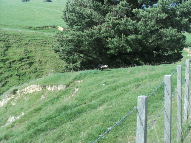 Name:  picture 01 1595.jpg
Views: 303
Size:  165.2 KB