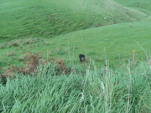 Name:  picture 01 1697.jpg
Views: 243
Size:  163.7 KB