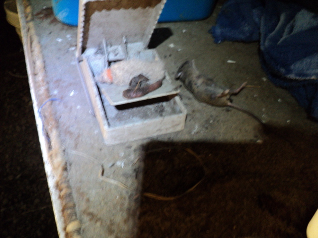 Name:  picture 2292.jpg
Views: 460
Size:  163.6 KB
