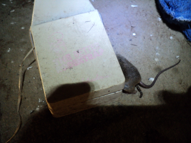 Name:  picture 2291.jpg
Views: 495
Size:  164.7 KB
