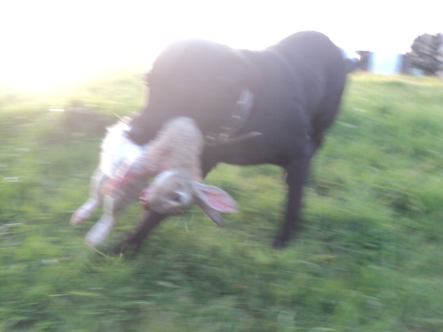 Name:  picture 01 1715.jpg
Views: 348
Size:  153.3 KB