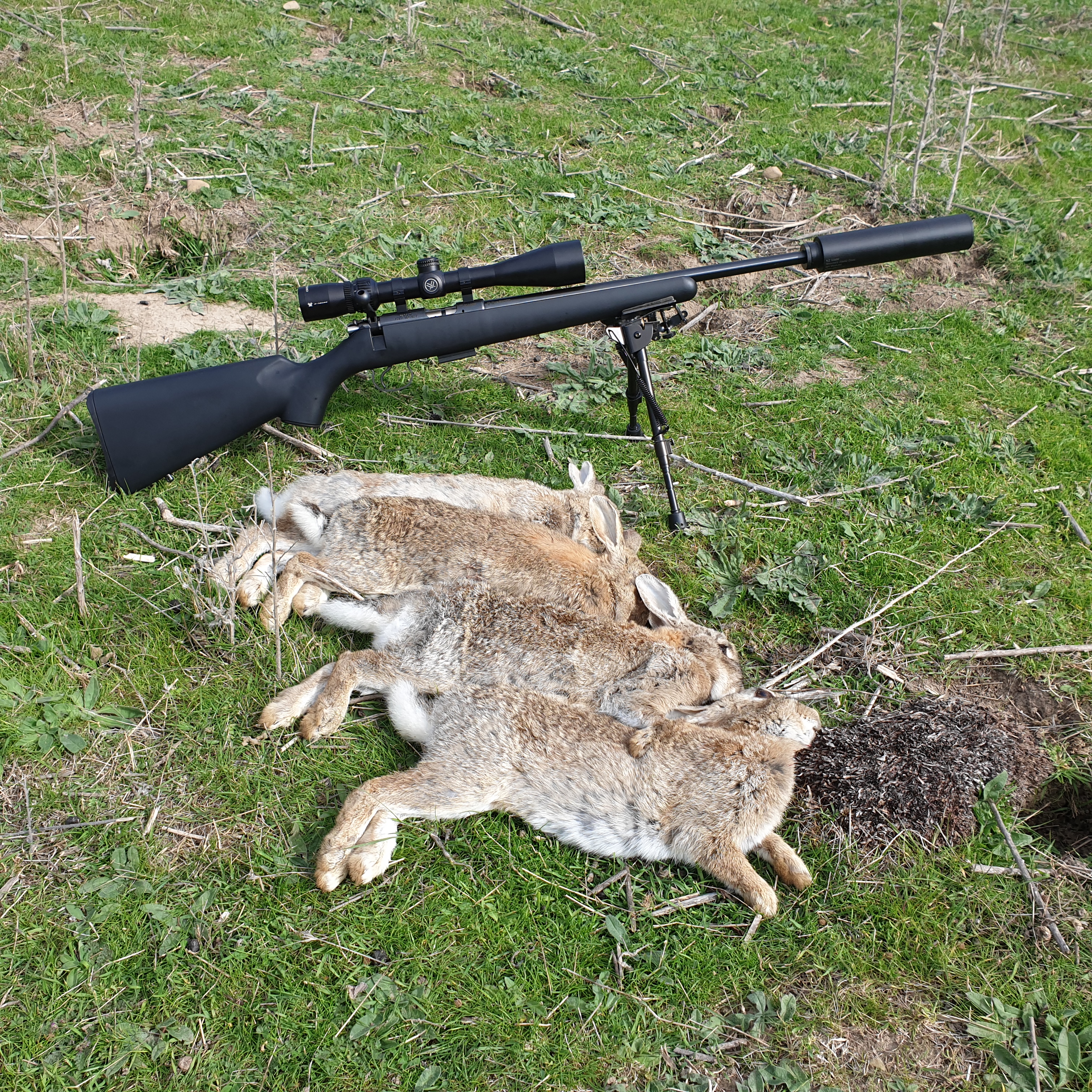 Name:  CZ and rabbits.jpg
Views: 655
Size:  6.24 MB