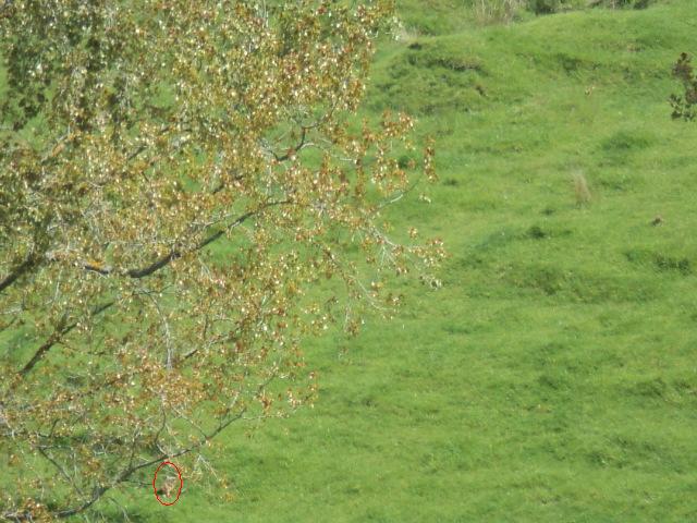 Name:  picture 01 1859.jpg
Views: 419
Size:  85.8 KB