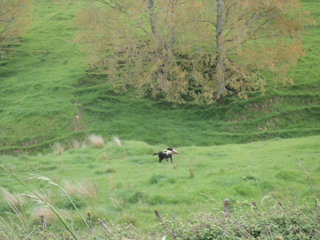 Name:  picture 01 1866.jpg
Views: 424
Size:  165.1 KB