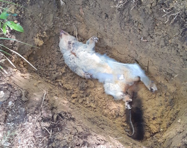 Name:  Possum_Cropped (Small) - Copy.jpg
Views: 257
Size:  152.0 KB