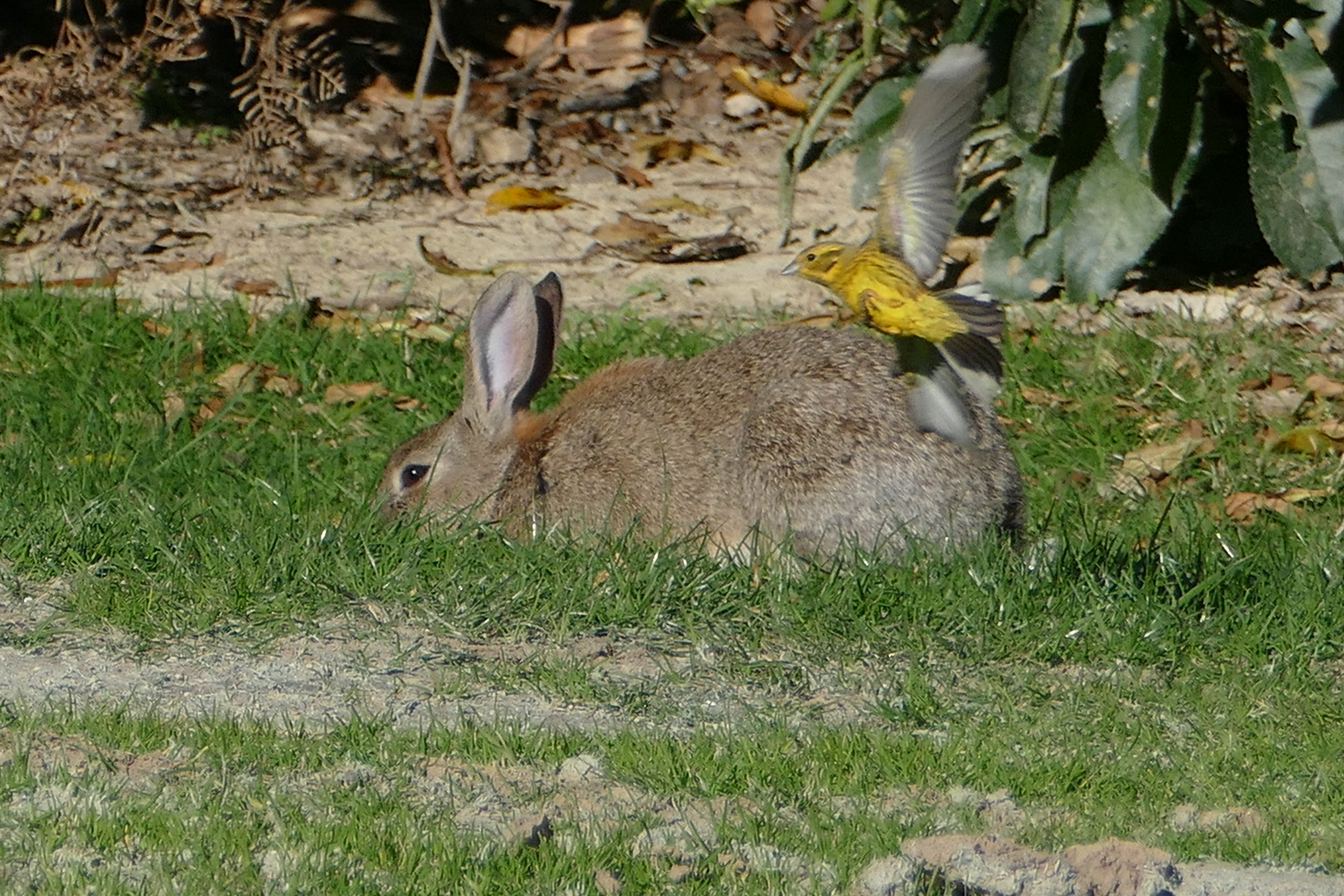 Name:  bird on rabbit.JPG
Views: 529
Size:  6.43 MB
