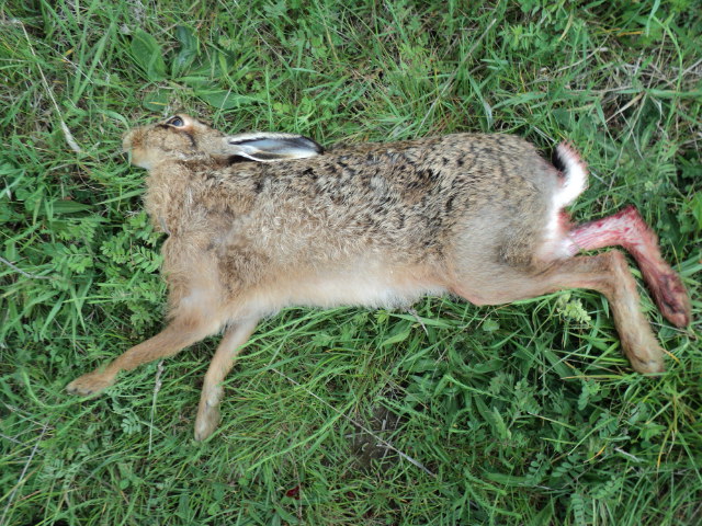 Name:  picture 2351.jpg
Views: 444
Size:  165.2 KB
