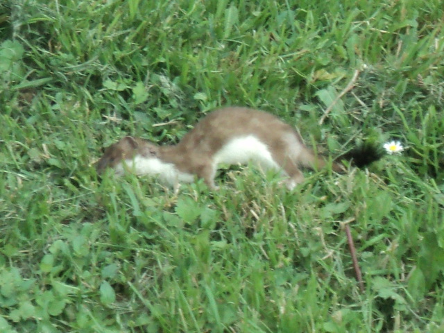 Name:  picture 01 2235.jpg
Views: 434
Size:  164.4 KB