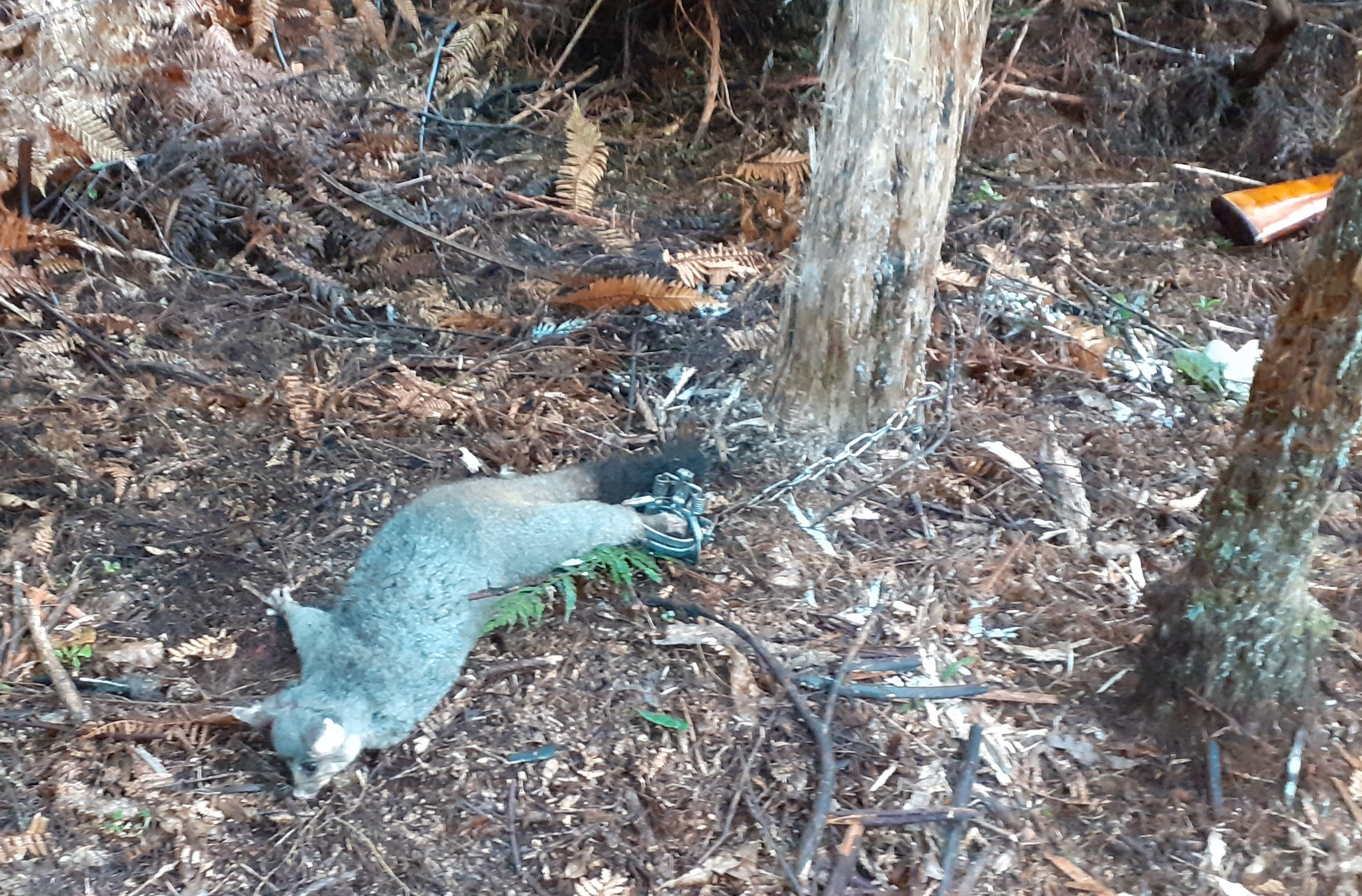 Name:  possum - Copy.jpg
Views: 545
Size:  1.35 MB