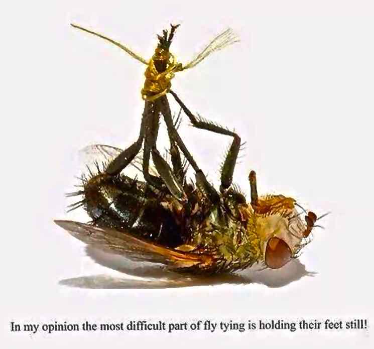 Name:  Fly-Tying-Feet-Resized-for-Web (1).jpg
Views: 270
Size:  26.3 KB