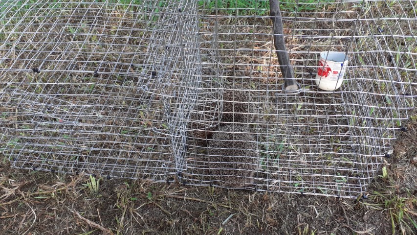 Name:  Two Hedgehogs.jpg
Views: 1136
Size:  267.8 KB