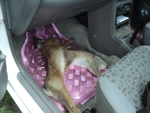 Name:  picture 01 2471.jpg
Views: 307
Size:  165.2 KB