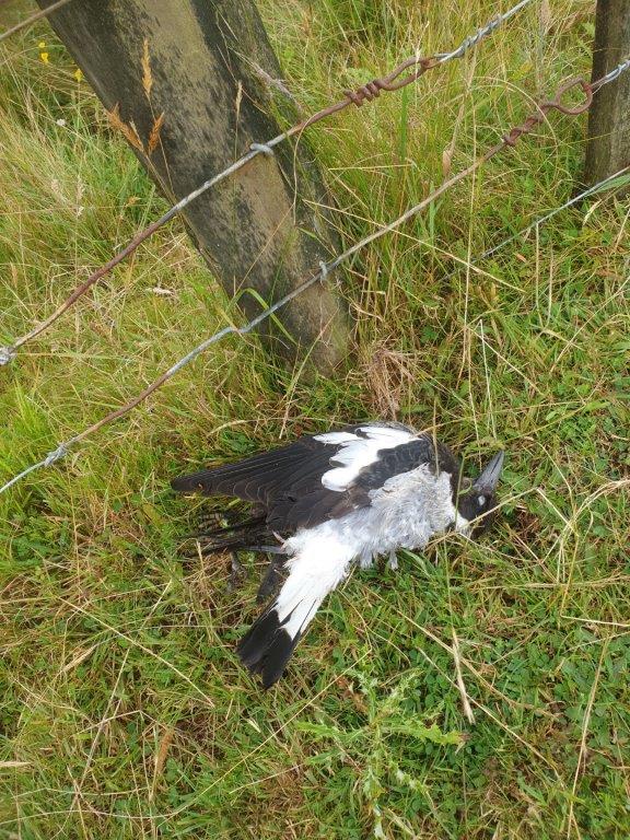 Name:  magpie_Jan24_21.jpg
Views: 246
Size:  157.8 KB