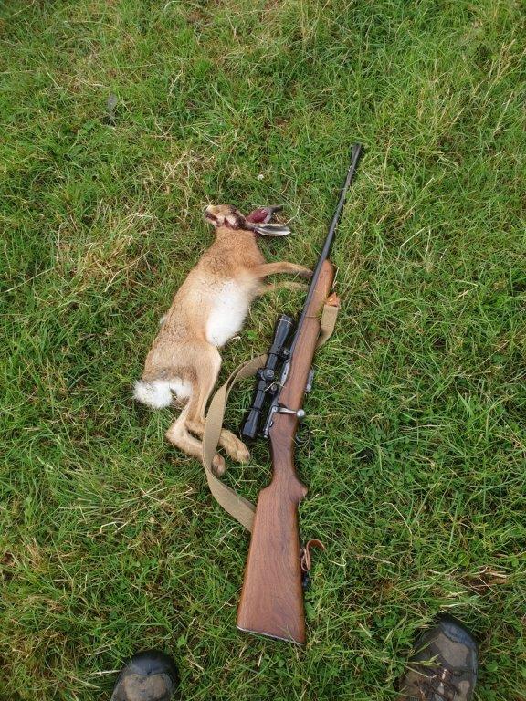 Name:  Hare_Jan24_21.jpg
Views: 243
Size:  160.2 KB