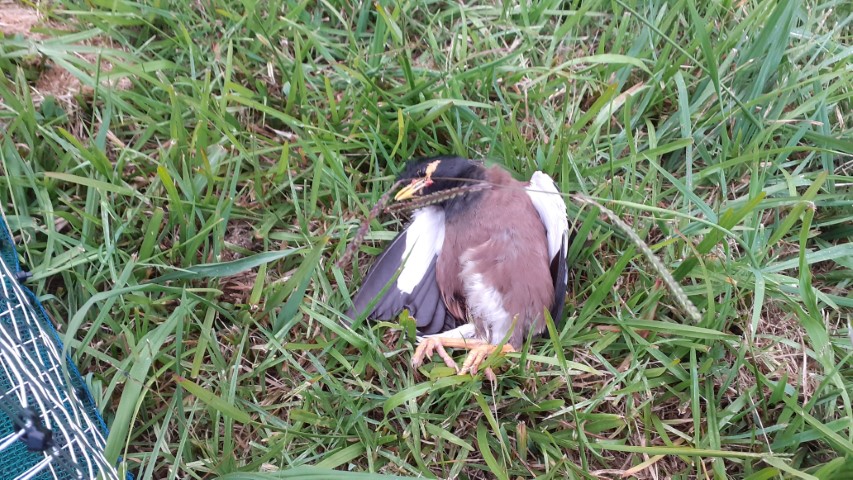 Name:  Myna PG Trap.jpg
Views: 300
Size:  223.3 KB