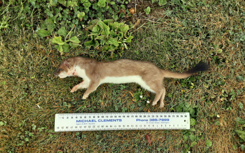 Name:  Stoat.jpg
Views: 405
Size:  191.9 KB