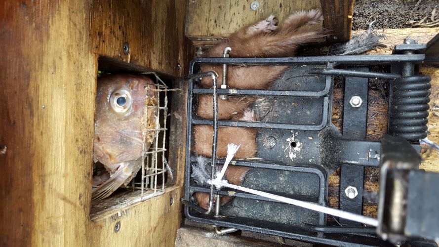 Name:  20190823_152659(1) Fish Head.jpg
Views: 280
Size:  113.7 KB