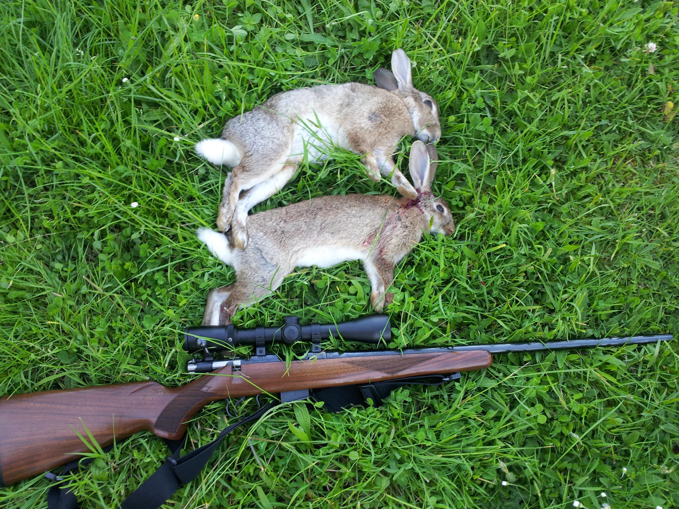 Name:  bunnies.jpg
Views: 506
Size:  1.04 MB