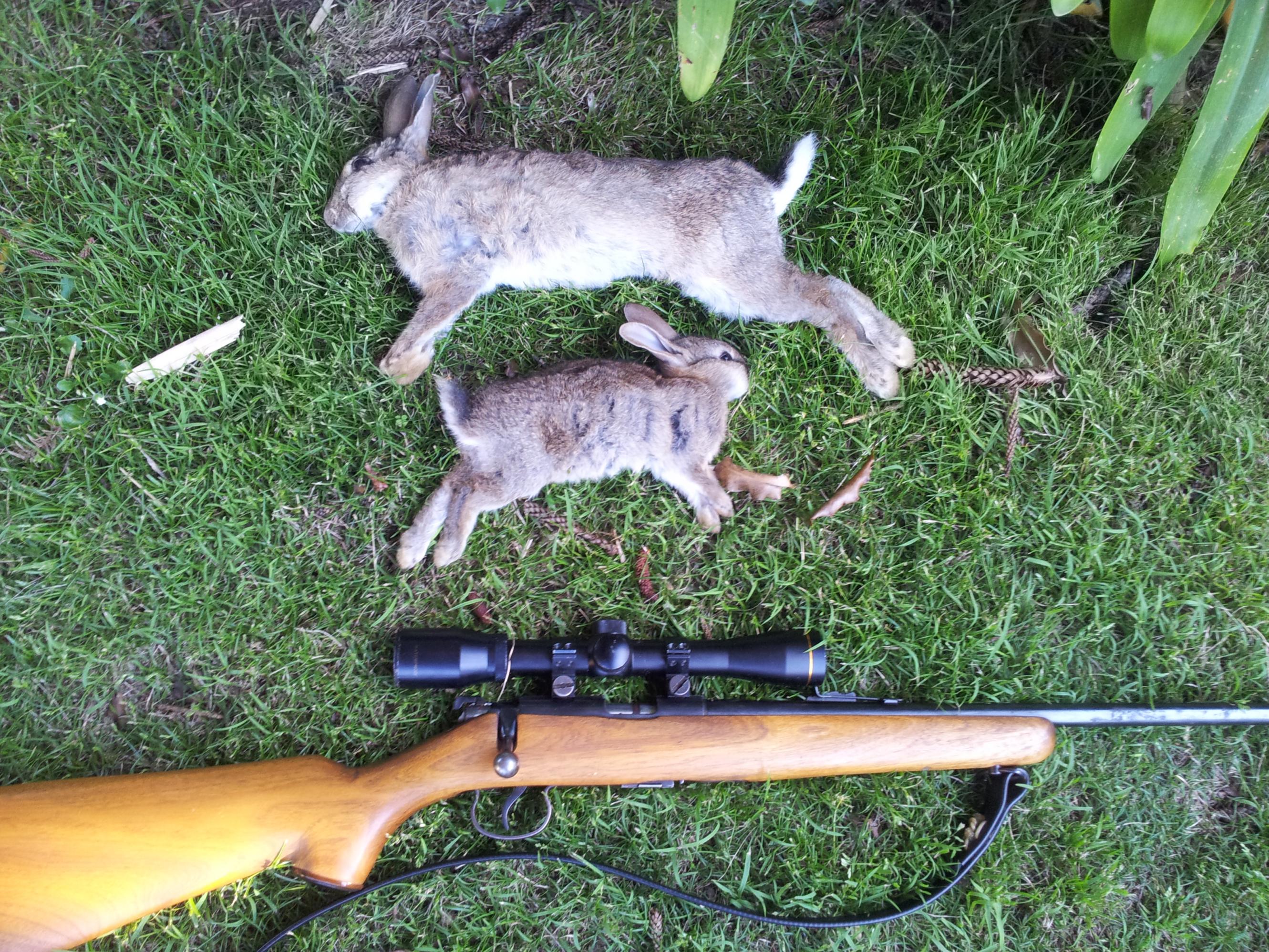 Name:  bunnies tiddy.jpg
Views: 493
Size:  1.06 MB