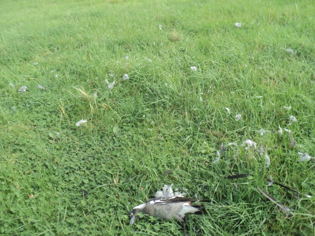 Name:  picture 01 2972.jpg
Views: 360
Size:  164.7 KB