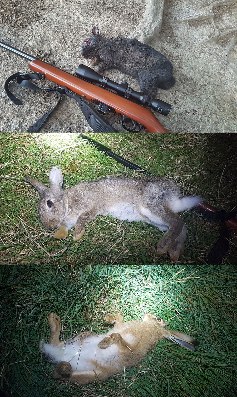 Name:  easter weekend bunnies hare.jpg
Views: 197
Size:  541.6 KB