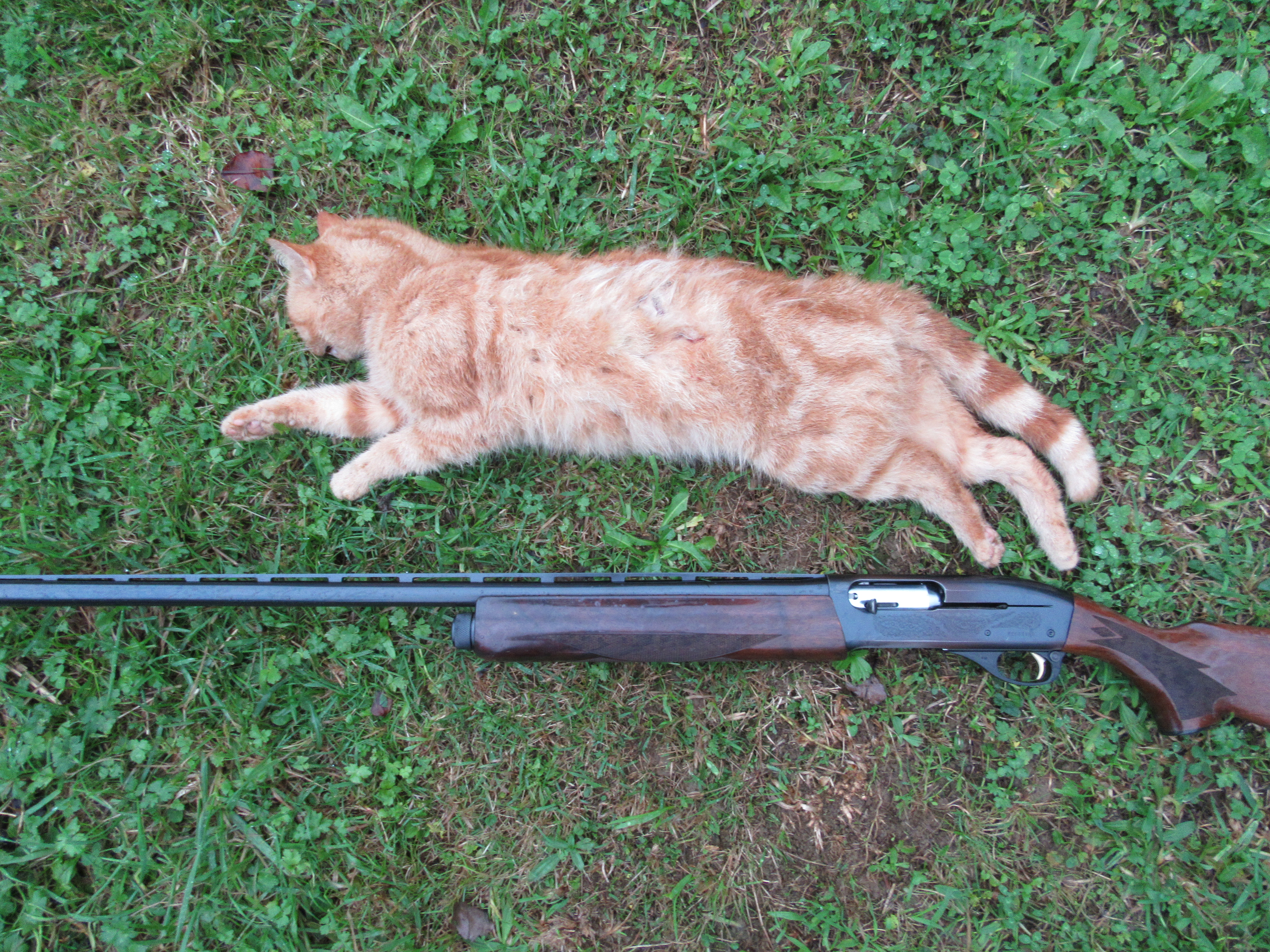 Name:  ginger tom.JPG
Views: 244
Size:  8.20 MB