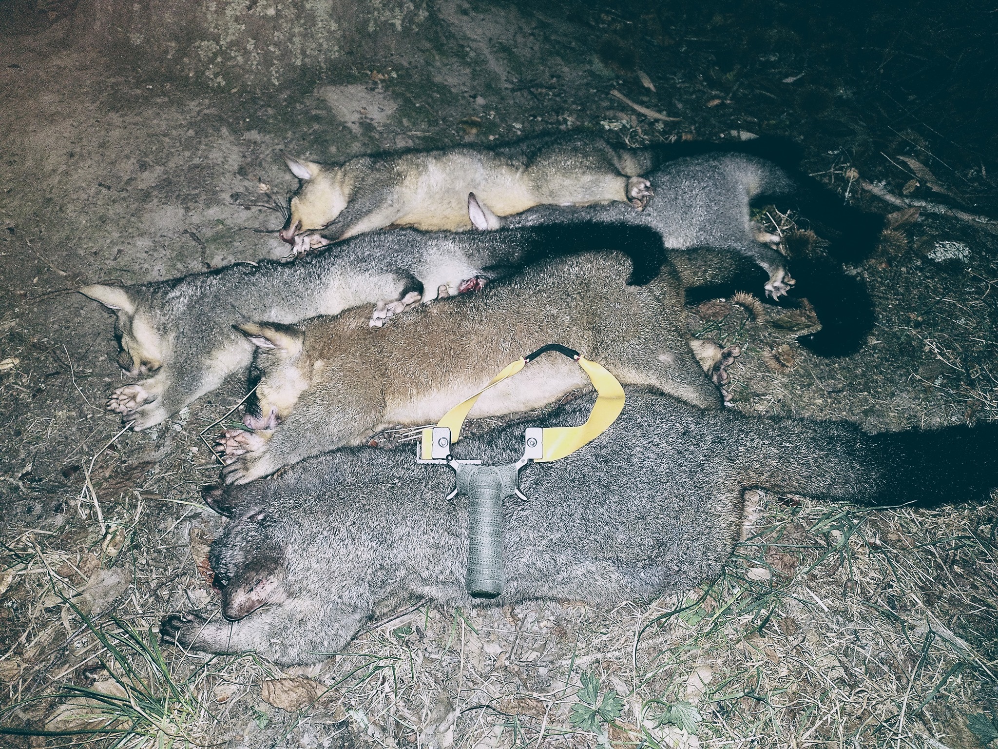 Name:  5 possum.jpeg
Views: 638
Size:  1.56 MB