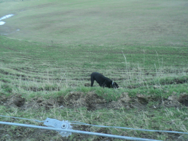 Name:  picture 01 3747.jpg
Views: 295
Size:  164.8 KB