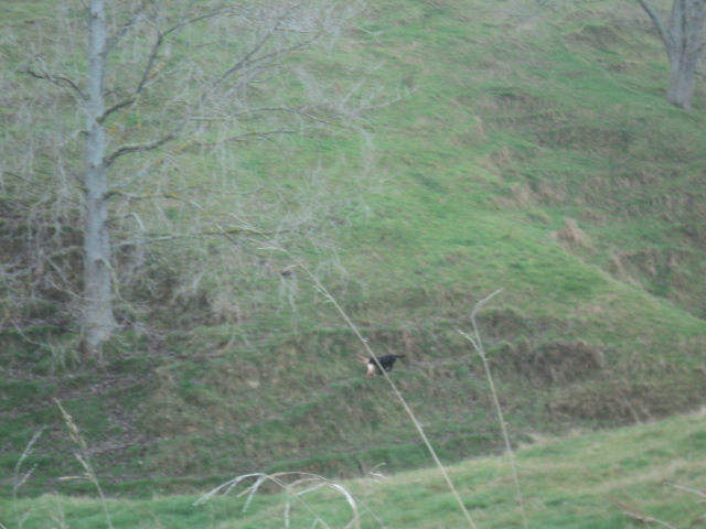 Name:  picture 01 3813.jpg
Views: 276
Size:  164.8 KB