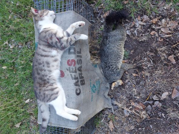 Name:  cat 1.jpg
Views: 342
Size:  92.8 KB