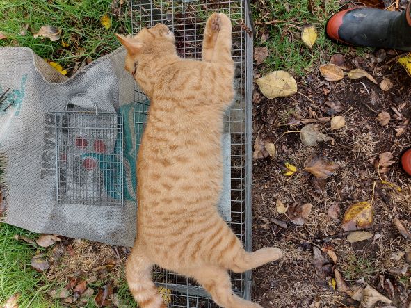 Name:  Cat 3.jpg
Views: 317
Size:  95.7 KB