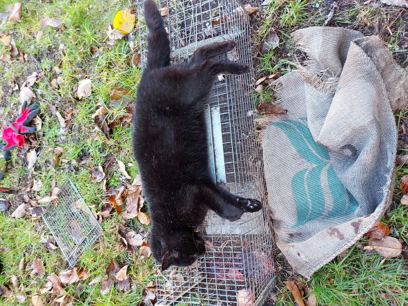 Name:  Cat 5.jpg
Views: 326
Size:  110.3 KB