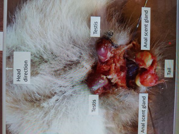 Name:  Glands 1.jpg
Views: 337
Size:  57.7 KB