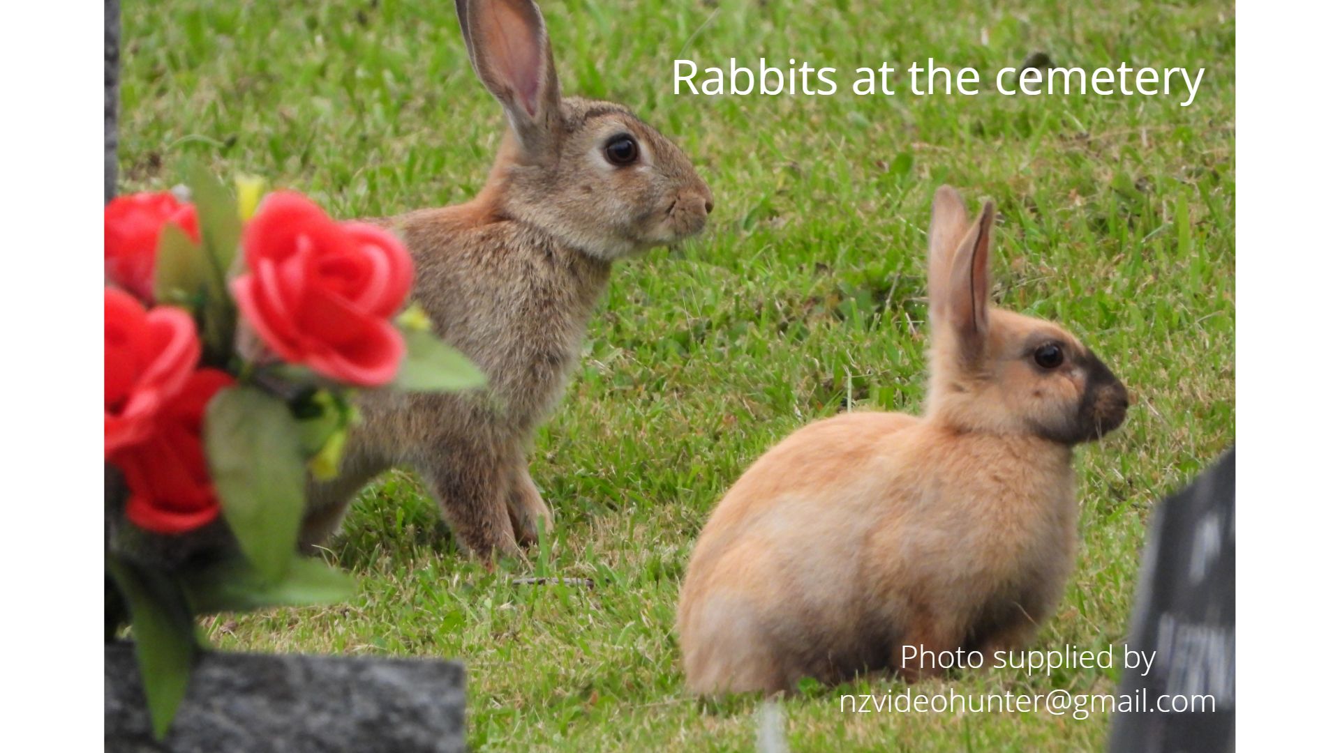 Name:  Orange rabbit.jpg
Views: 415
Size:  257.7 KB