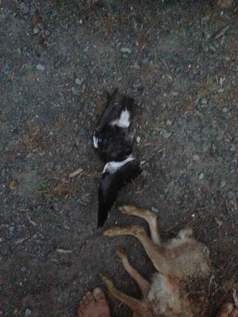 Name:  ImageUploadedByTapatalk1387268304.048601.jpg
Views: 382
Size:  68.6 KB