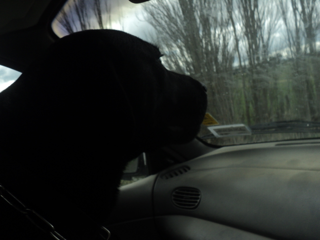 Name:  picture 01 3957.jpg
Views: 342
Size:  164.3 KB