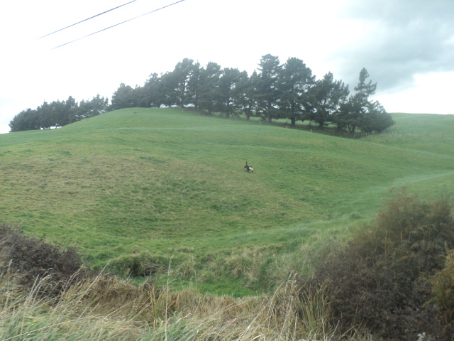 Name:  picture 01 3955.jpg
Views: 332
Size:  164.9 KB