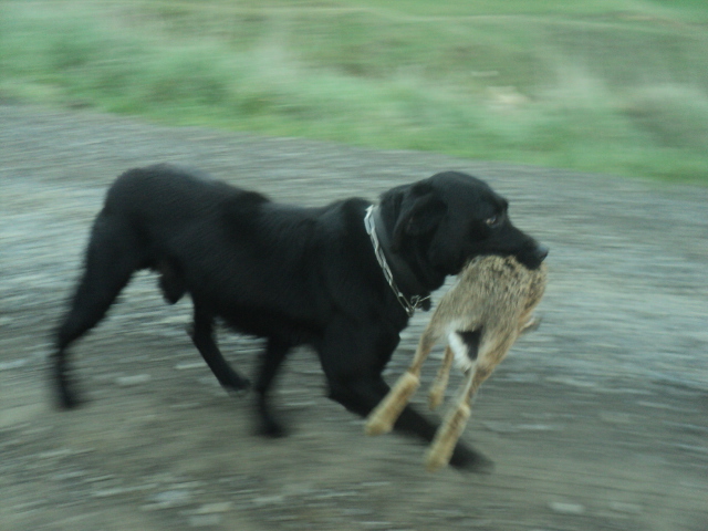 Name:  picture 01 3962.jpg
Views: 312
Size:  164.8 KB
