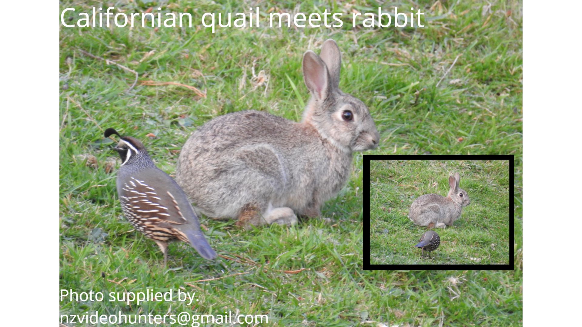 Name:  Califorian quail meets rabbit.jpg
Views: 261
Size:  326.6 KB